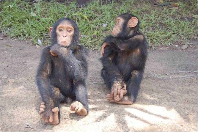 Junge Schimpansen (c) afrikaforce5155384054